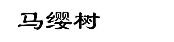 马缨树