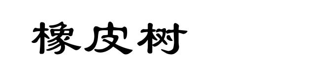 橡皮树