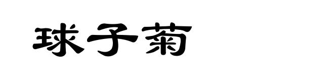 球子菊