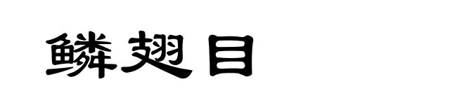 鳞翅目