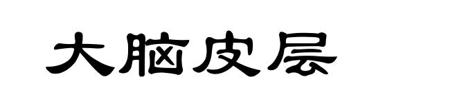 大脑皮层